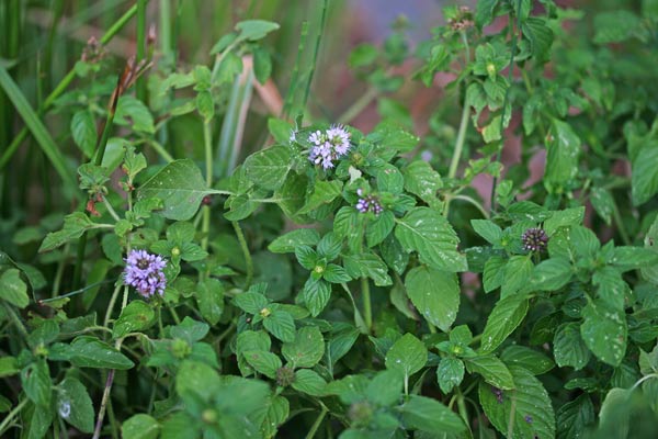 Mentha aquatica, Menta acquatica, Menta d’acqua, Mentastro, Ament'e arriu, Amentastru, Ment'e arriu, Mentastru