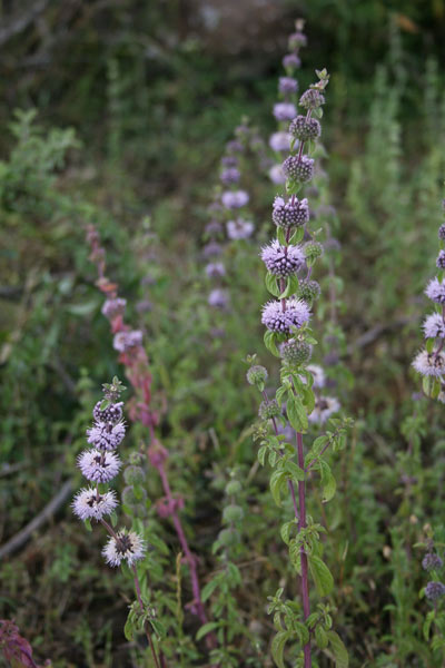 Mentha pulegium, Menta poleggio, Aboleu, Abuleju, Abuleu, Abueu, Matapuca, Menta abuleu, Menta burda, Puleju, Puleu