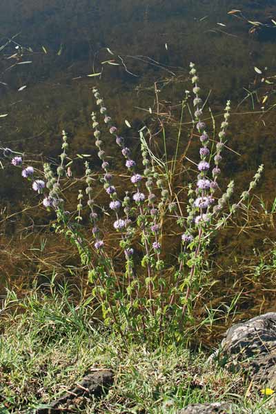 Mentha pulegium, Menta poleggio, Aboleu, Abuleju, Abuleu, Abueu, Matapuca, Menta abuleu, Menta burda, Puleju, Puleu