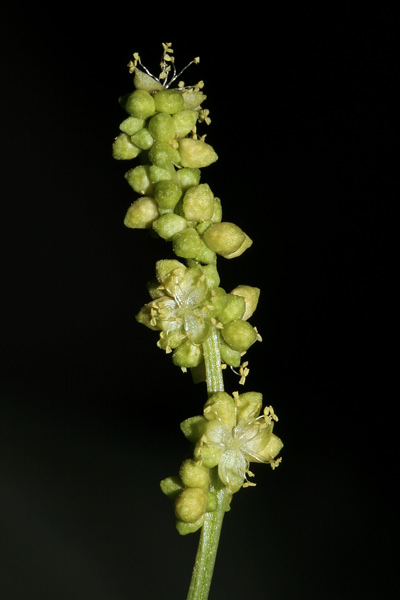 Mercurialis annua, Mercorella comune, Cadoni burdu, Erba mercuriali, Erba pudida, Marcurella