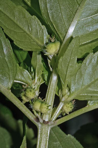 Mercurialis annua, Mercorella comune, Cadoni burdu, Erba mercuriali, Erba pudida, Marcurella