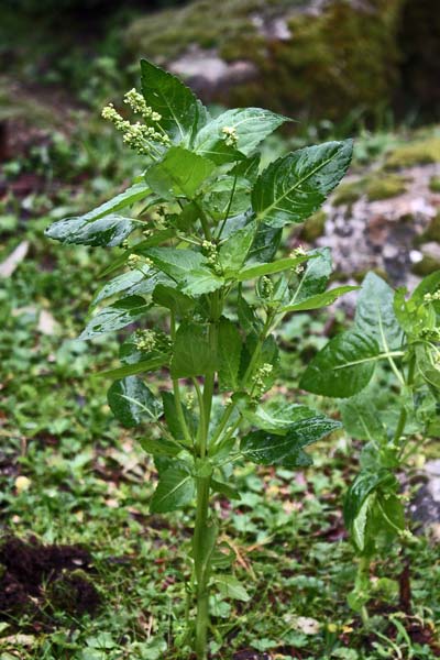 Mercurialis annua, Mercorella comune, Cadoni burdu, Erba mercuriali, Erba pudida, Marcurella