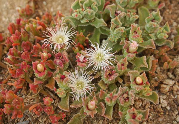 Mesembryanthemum crystallinum, Erba cristallina, Erba ghiacciola, Mesembriantemo, Gravellinus de seda