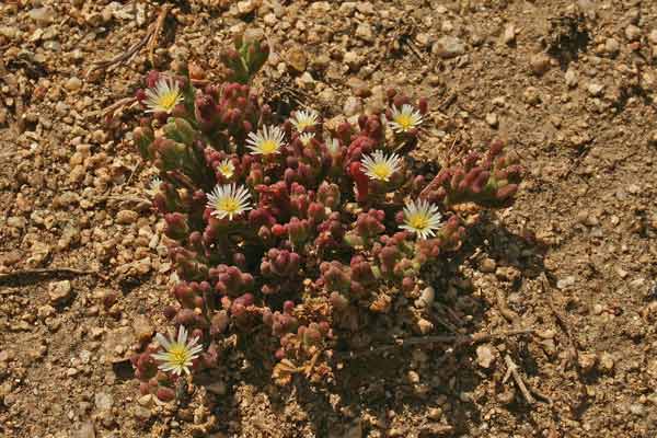 Mesembryanthemum nodiflorum, Erba cristallina nodiflora, Erba cristallina stretta, Gravellinus de seda