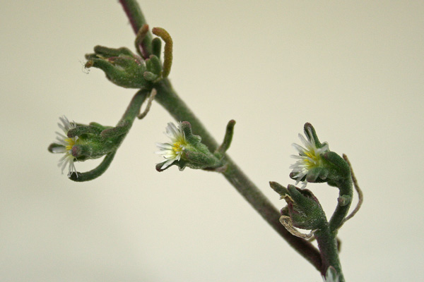 Mesembryanthemum nodiflorum, Erba cristallina nodiflora, Erba cristallina stretta, Gravellinus de seda