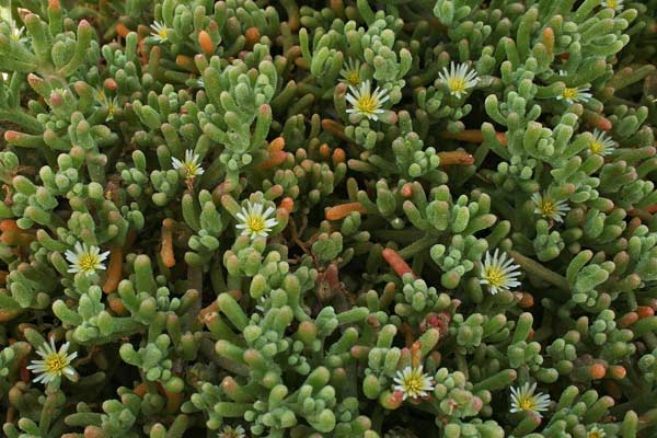 Mesembryanthemum nodiflorum, Erba cristallina nodiflora, Erba cristallina stretta, Gravellinus de seda