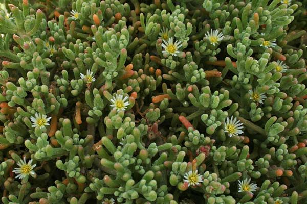 Mesembryanthemum nodiflorum, Erba cristallina stretta, Gravellinus de seda