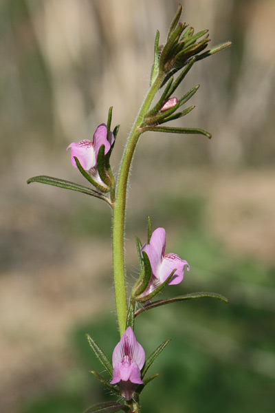 Misopates orontium, Gallinetta comune, Bucca de lioni aresti, Mortu nieddu, Proceddeddus