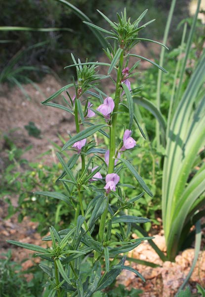 Misopates orontium, Gallinetta comune, Bucca de lioni aresti, Mortu nieddu, Proceddeddus