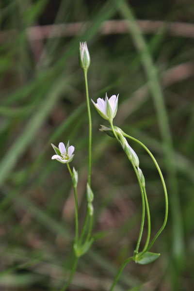 Moenchia erecta, Peverina eretta