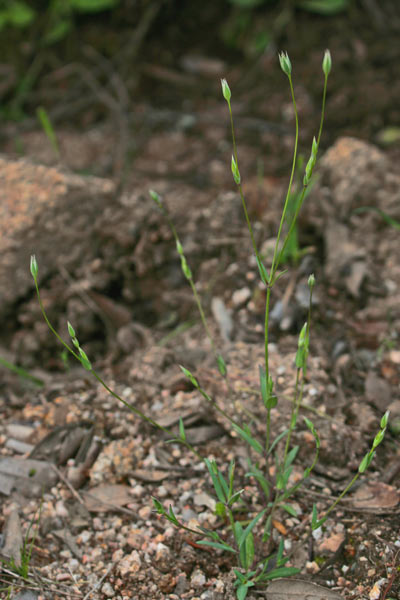 Moenchia erecta, Peverina eretta