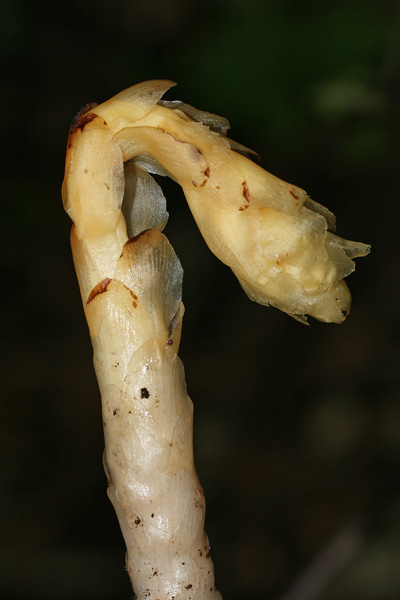 Monotropa hypopitys, Ipopitide