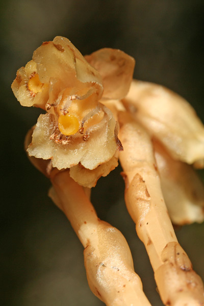 Monotropa hypopitys, Ipopitide