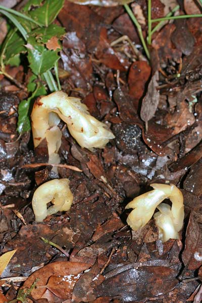 Monotropa hypopitys, Ipopitide