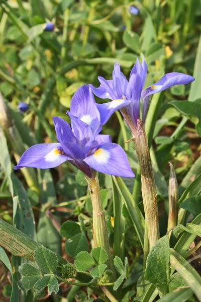 Moraea sisyrinchium, Castagnole, Giaggiolo dei poveretti, Castangiola, Lillixeddu asulu, Lillu burdu