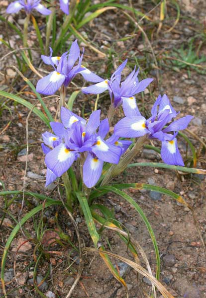 Moraea sisyrinchium, Castagnole, Giaggiolo dei poveretti, Castangiola, Lillixeddu asulu, Lillu burdu