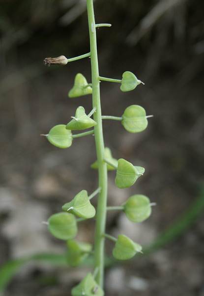 Muscari comosum, Cipollaccio dal fiocco, Giacinto dal pennacchio, Lampagione, Alideddu, Aradeddu, Chipudda canina