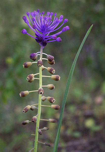 Muscari comosum, Cipollaccio dal fiocco, Giacinto dal pennacchio, Lampagione, Alideddu, Aradeddu, Chipudda canina