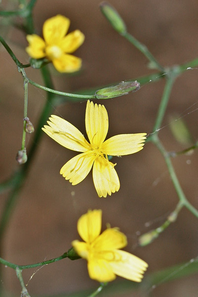 Mycelis muralis, Lattuga dei boschi, Latua