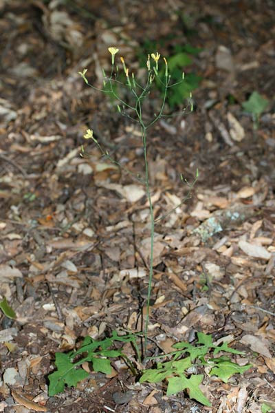 Mycelis muralis, Lattuga dei boschi, Latua