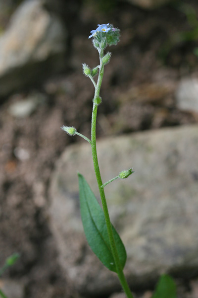 Myosotis arvensis, Nontiscordardimé dei campi, Nontiscordardimé minore