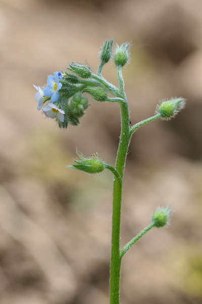 Myosotis arvensis, Nontiscordardimé dei campi, Nontiscordardimé minore