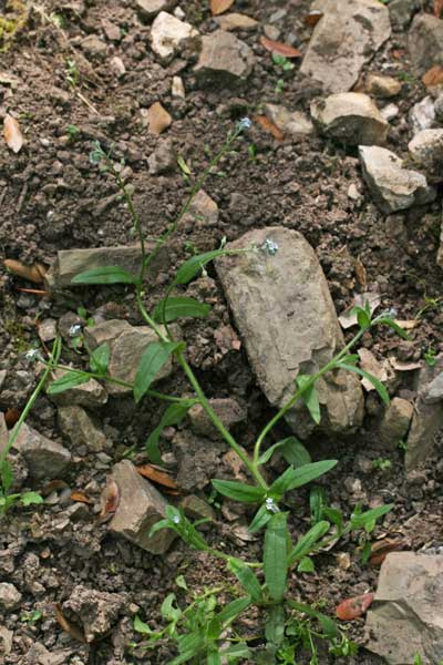 Myosotis arvensis, Nontiscordardimé dei campi, Nontiscordardimé minore