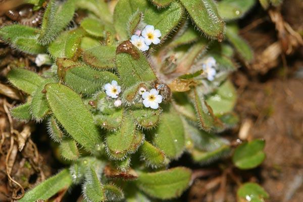 Myosotis pusilla, Nontiscordardimé pigmeo