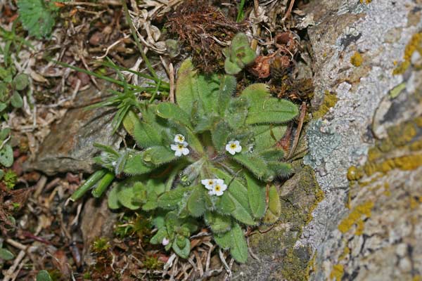 Myosotis pusilla, Nontiscordardimé pigmeo