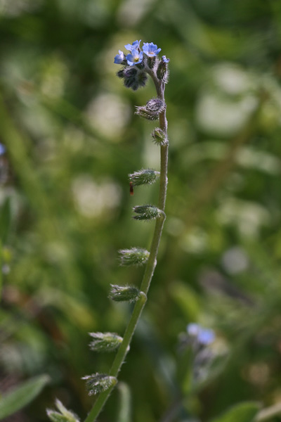 Myosotis ramosissima, Nontiscordardimé ramosissimo