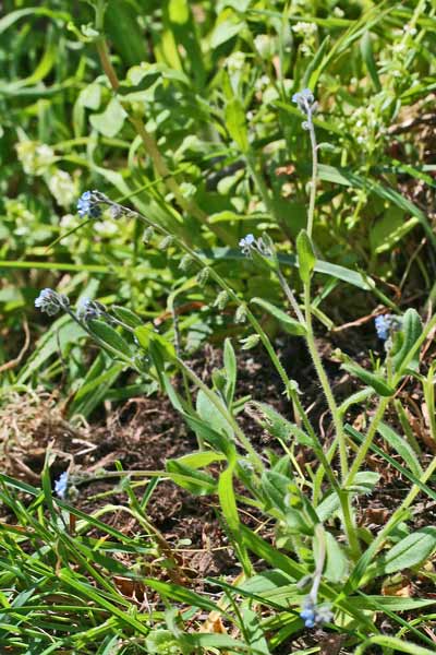 Myosotis ramosissima, Nontiscordardimé ramosissimo