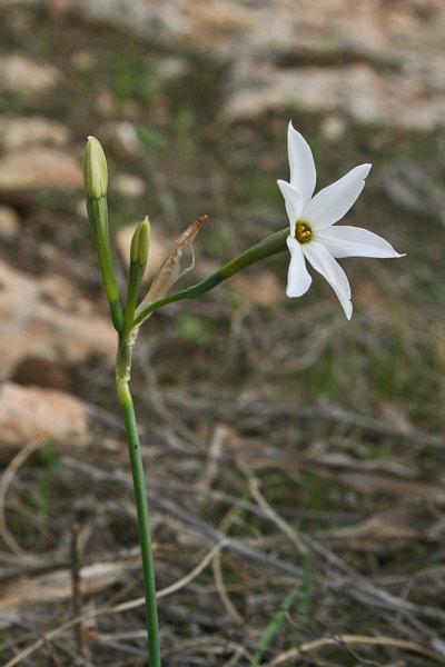 Narcissus obsoletus, Narciso autunnale, Narcisu biancu