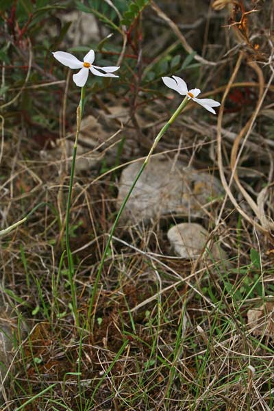 Narcissus obsoletus, Narciso autunnale, Narcisu biancu