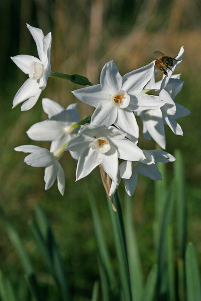 Narcissus papyraceus, Narciso papiraceo