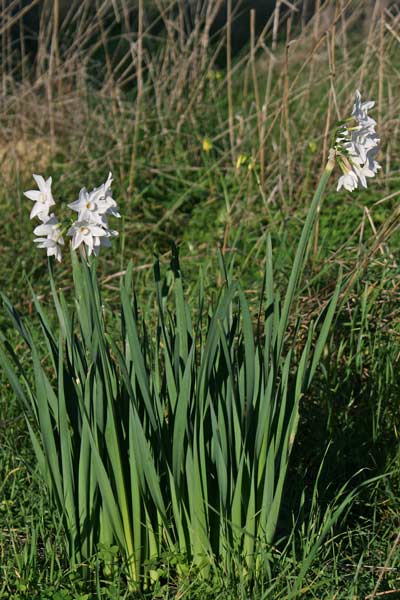 Narcissus papyraceus, Narciso papiraceo