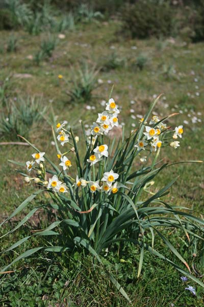 Narcissus tazetta, Narciso, Tazzetta, Narcisu, Accissu, Giunkigliu