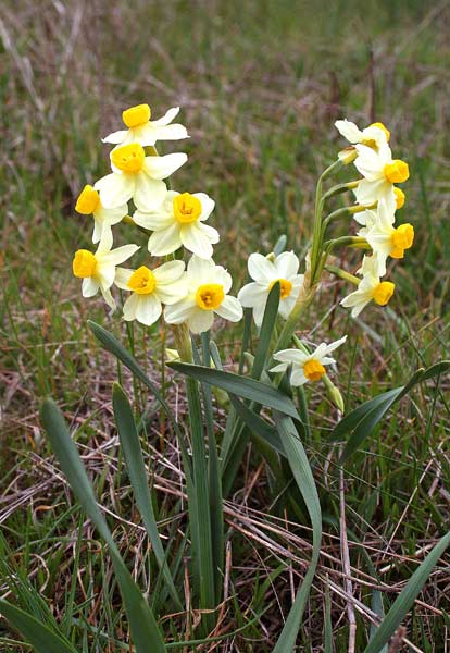 Narcissus tazetta, Narciso, Tazzetta, Narcisu, Accissu, Giunkigliu