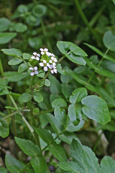 Nasturtium officinale, Crescione d'acqua, Nasturzio, Ascione, Crescioni, Martutzeddu, Martutzu de arriu, Mattuzzu