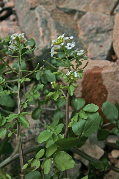 Nasturtium officinale, Crescione d'acqua, Nasturzio, Ascione, Crescioni, Martutzeddu, Martutzu de arriu, Mattuzzu