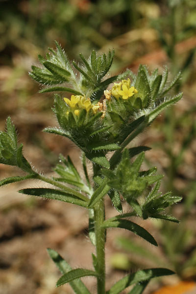 Neatostema apulum, Erba-perla gialla