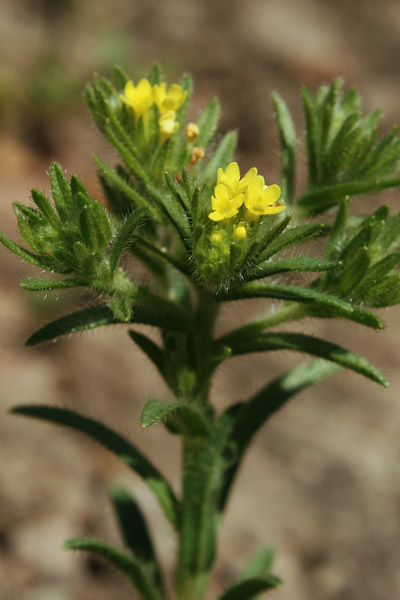 Neatostema apulum, Erba-perla gialla