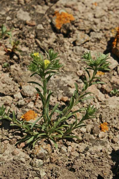 Neatostema apulum, Erba-perla gialla