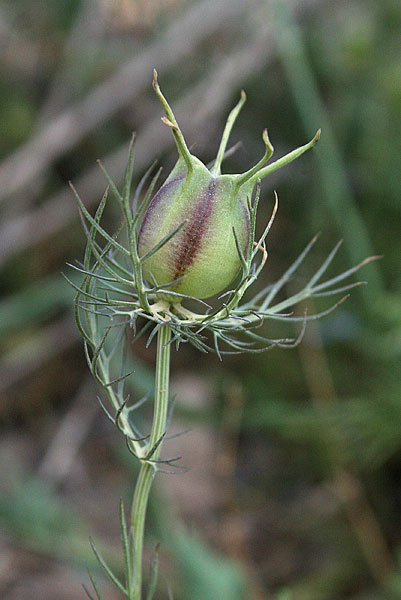 Nigella damascena, Damigella scapigliata, Fanciullaccia, Nigella, Fiore de passione, Nieddone, Passionedda