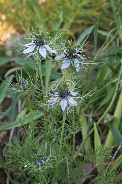 Nigella damascena, Damigella scapigliata, Fanciullaccia, Nigella, Fiore de passione, Nieddone, Passionedda