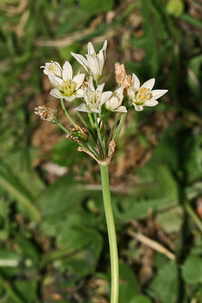 Nothoscordum gracile, Erba cipolla, Falso aglio