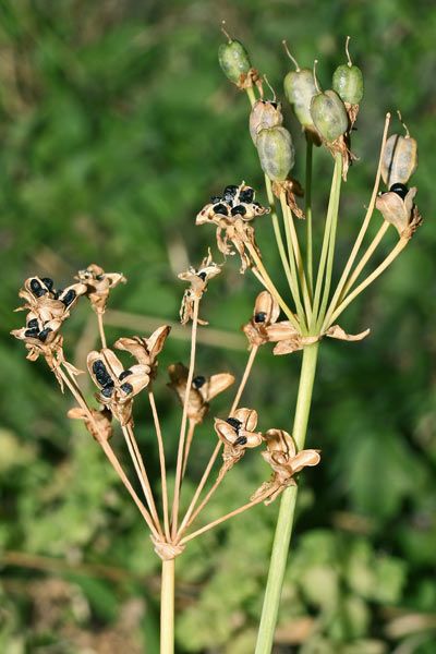 Nothoscordum gracile, Erba cipolla, Falso aglio