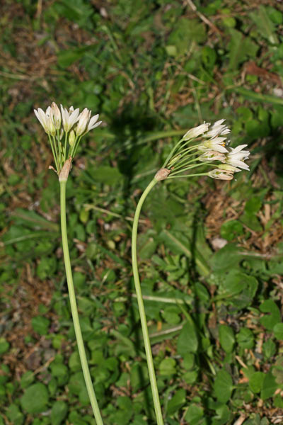 Nothoscordum gracile, Erba cipolla, Falso aglio