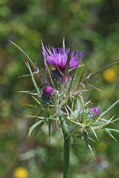 Notobasis syriaca, Cardo siriano