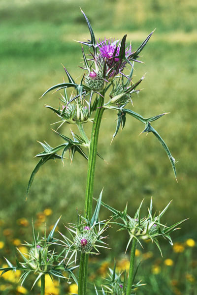 Notobasis syriaca, Cardo siriano