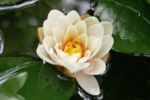 Nymphaea alba, Ninfea bianca, Ninfea comune, Corcoriga de abba, Crocoriga de acqua, Lillu de acqua, Zucca areste bianca